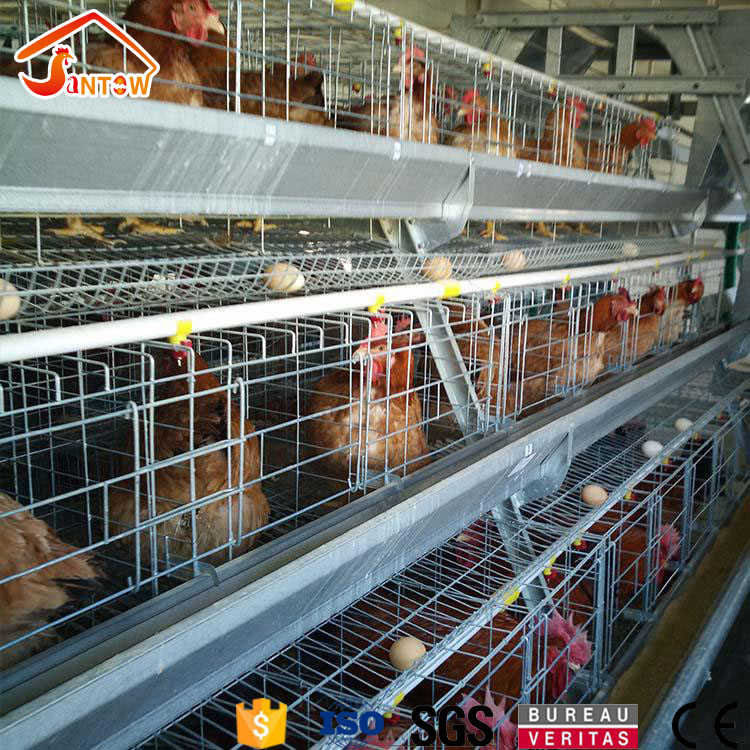 chicken cage (13).jpg